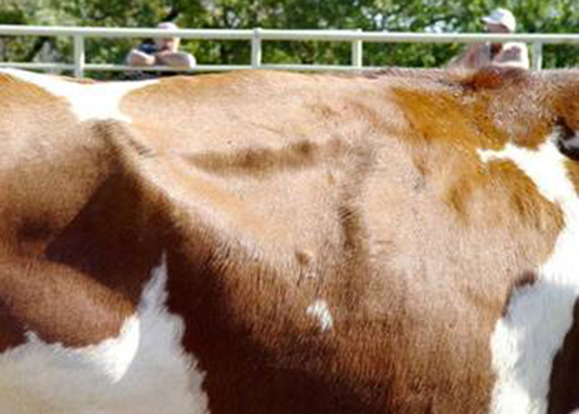 Figure 2. Cow with a BCS of 4.