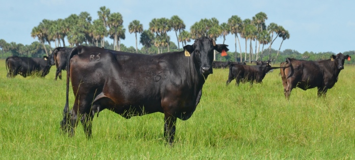 Seminole Cows