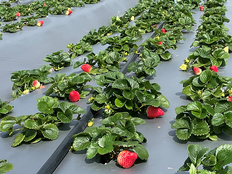 Strawberries plants in a field