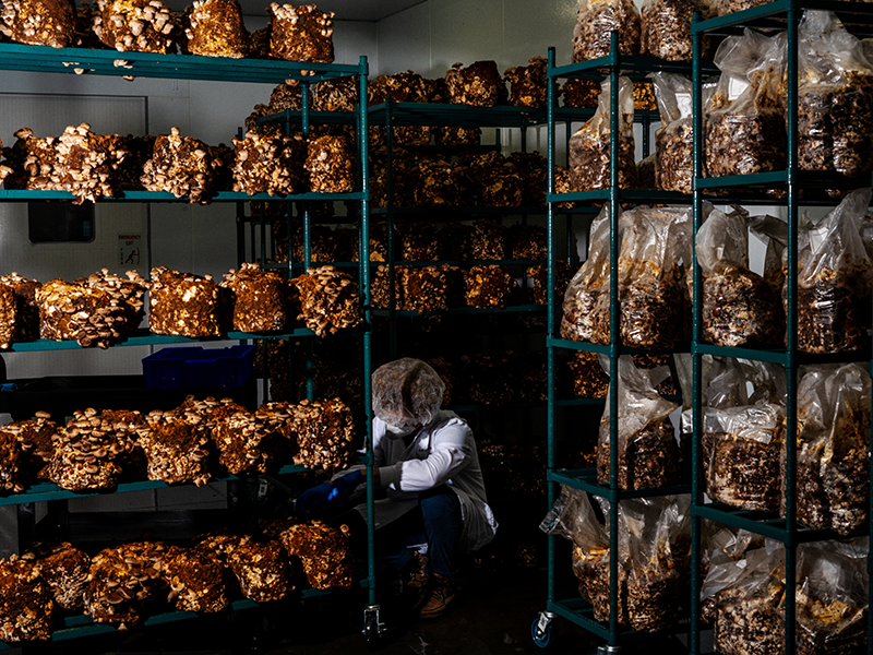 A worker in a white coat, blue pants and a hair net kneels down to inspect one of the clusters of mushrooms filling a green, five-shelf rack. There are three similar racks with mushrooms behind the worker.