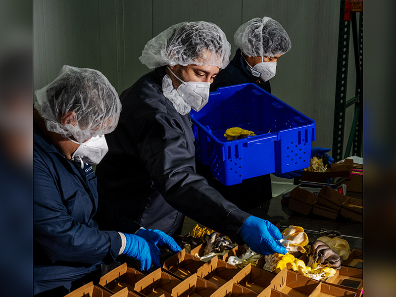 Three workers wearing navy blue jumpsuits, white hair nets and masks fill small brown containers with yellow mushrooms. The middle worker also is holding a blue bin with some mushrooms inside.