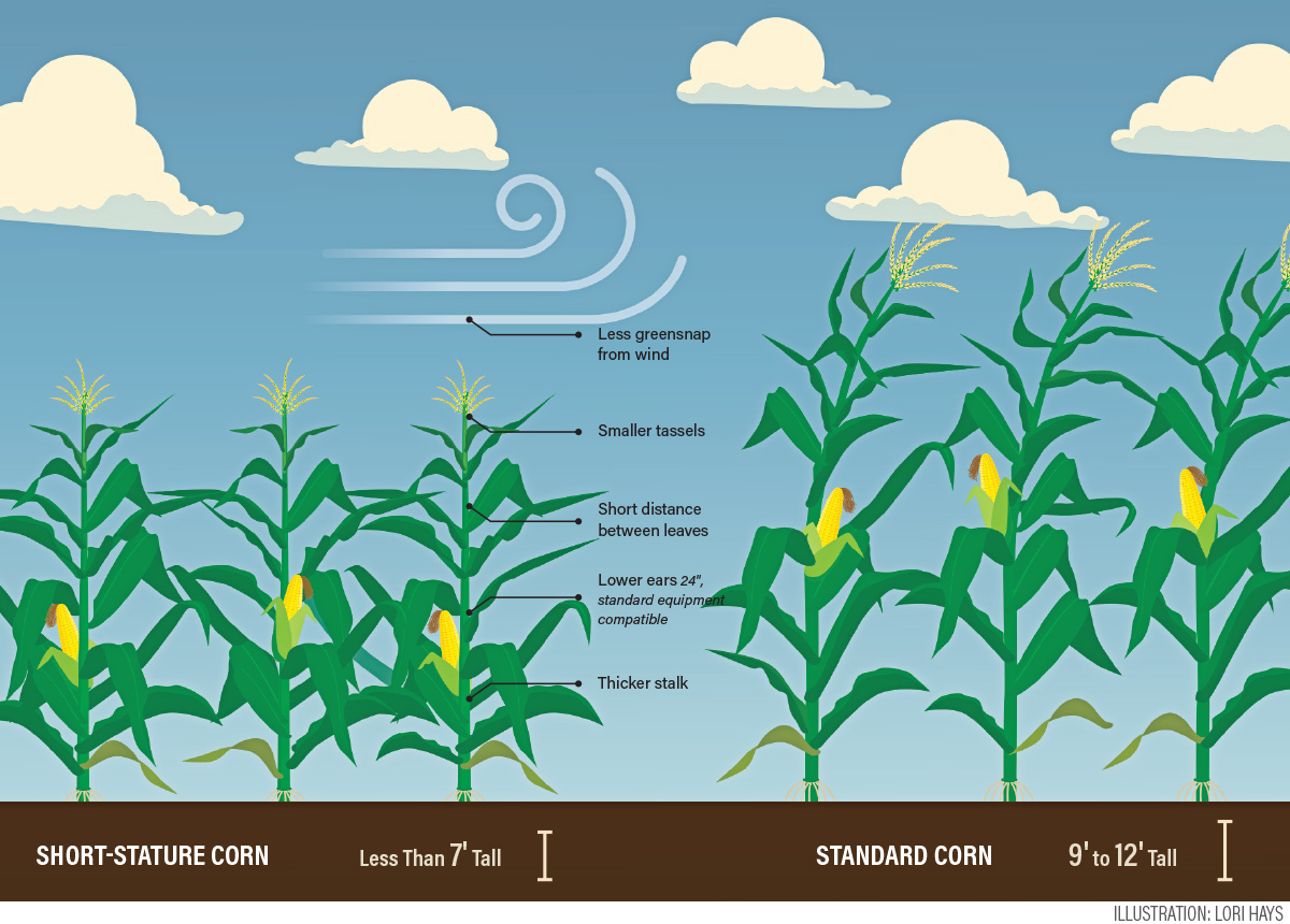 Smart-Farming-Short-Stature-Corn-2