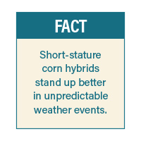 Smart-Farming-Short-Stature-Corn-4