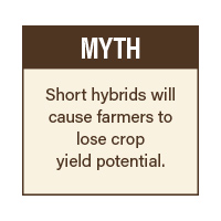 Smart-Farming-Short-Stature-Corn-7