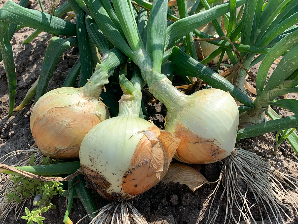 Harvested onions on soil in field