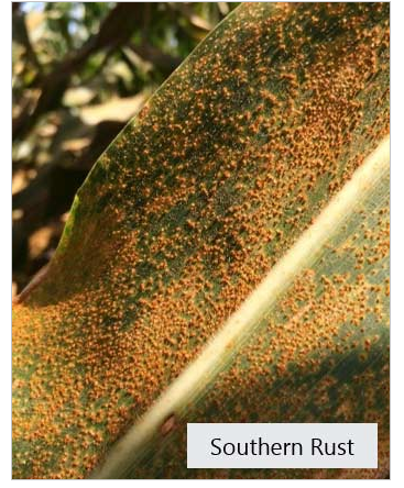Southern Rust