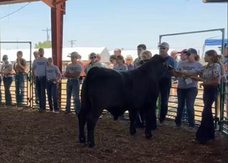 Daniel Spitzer steer sold 39 times at Pratt County, Kansas, 4-H auction