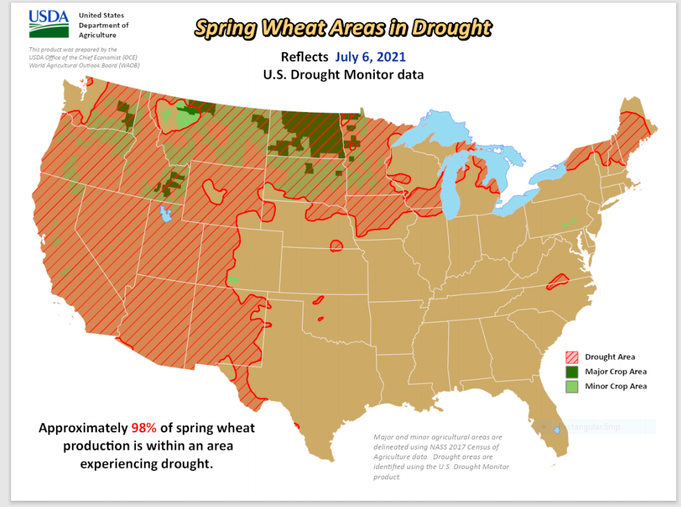 spring wheat