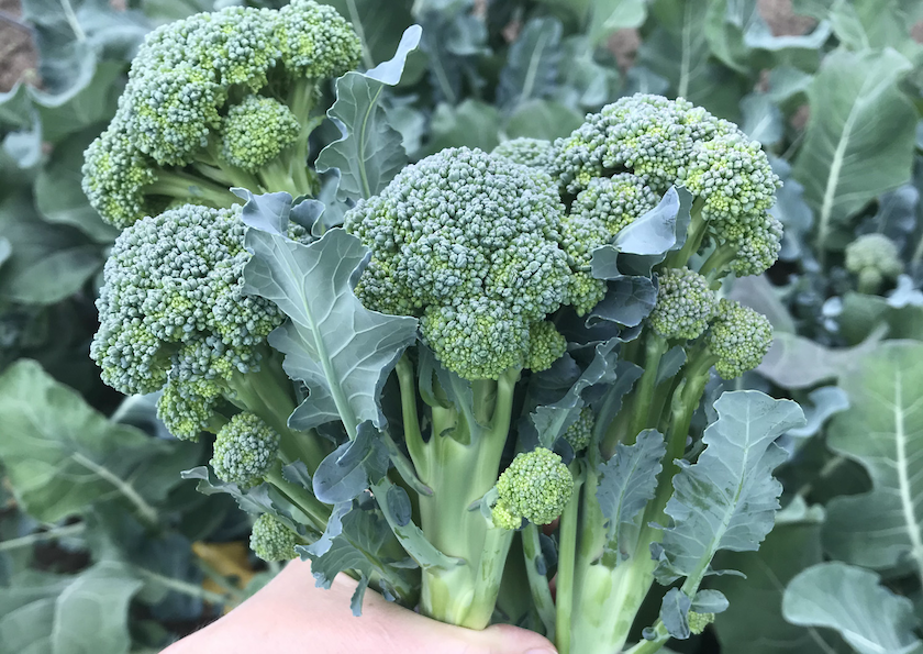 sprouting mini broccoli