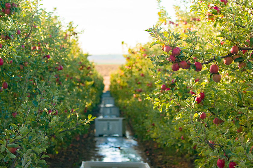 Orchard of pink lady organic apples in the pacific northwest. 