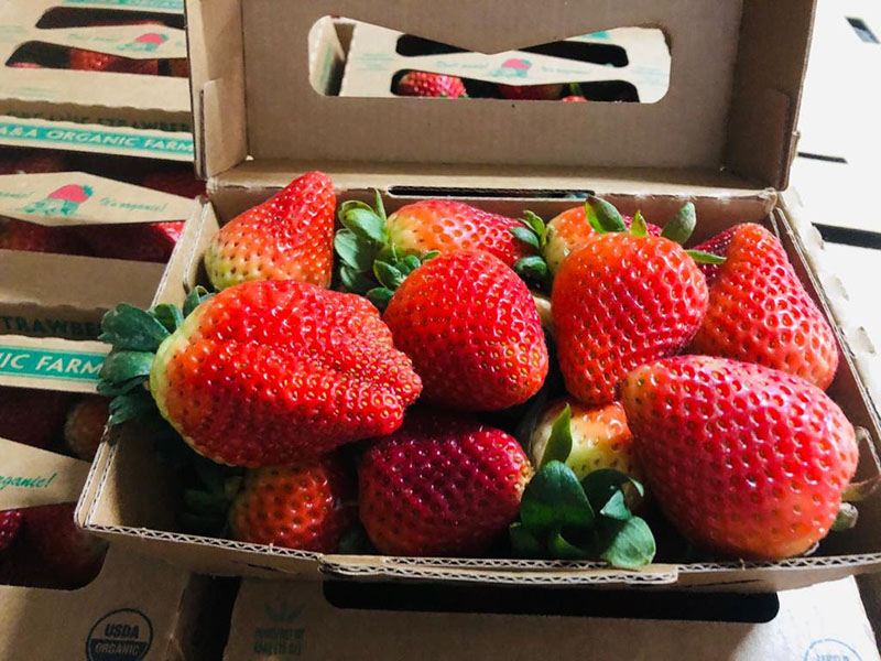strawberries A&A farms