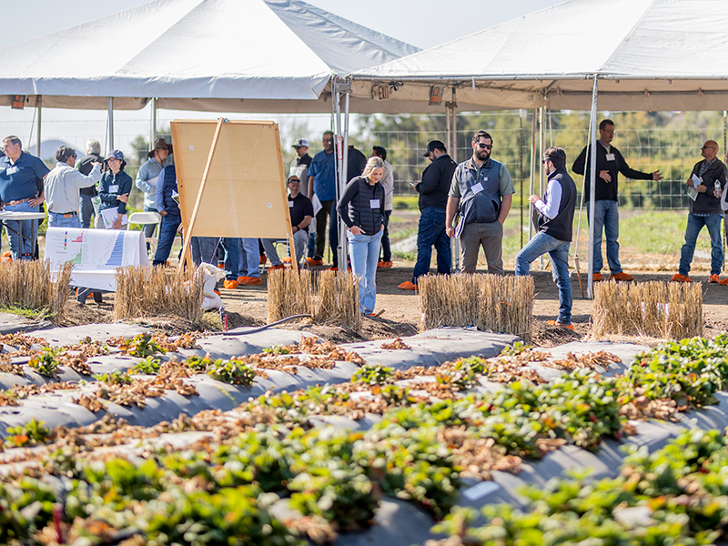 Nearly 450 people attended last year’s field day at the Cal Poly Strawberry Center at San Luis Obispo, Calif.