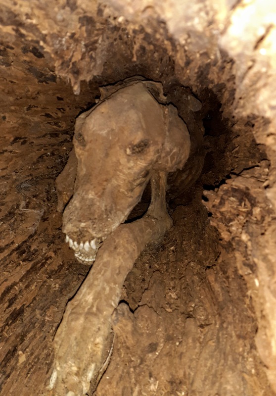 Bizarre Mystery of Mummified Coon Dog Solved after 40 years? | AgWeb