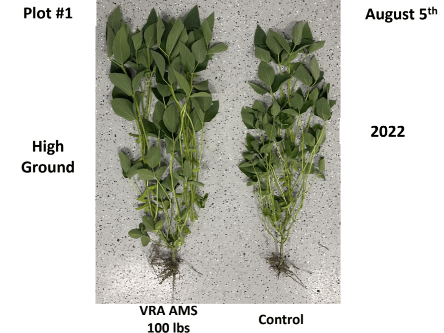 Sulfur in Soybeans