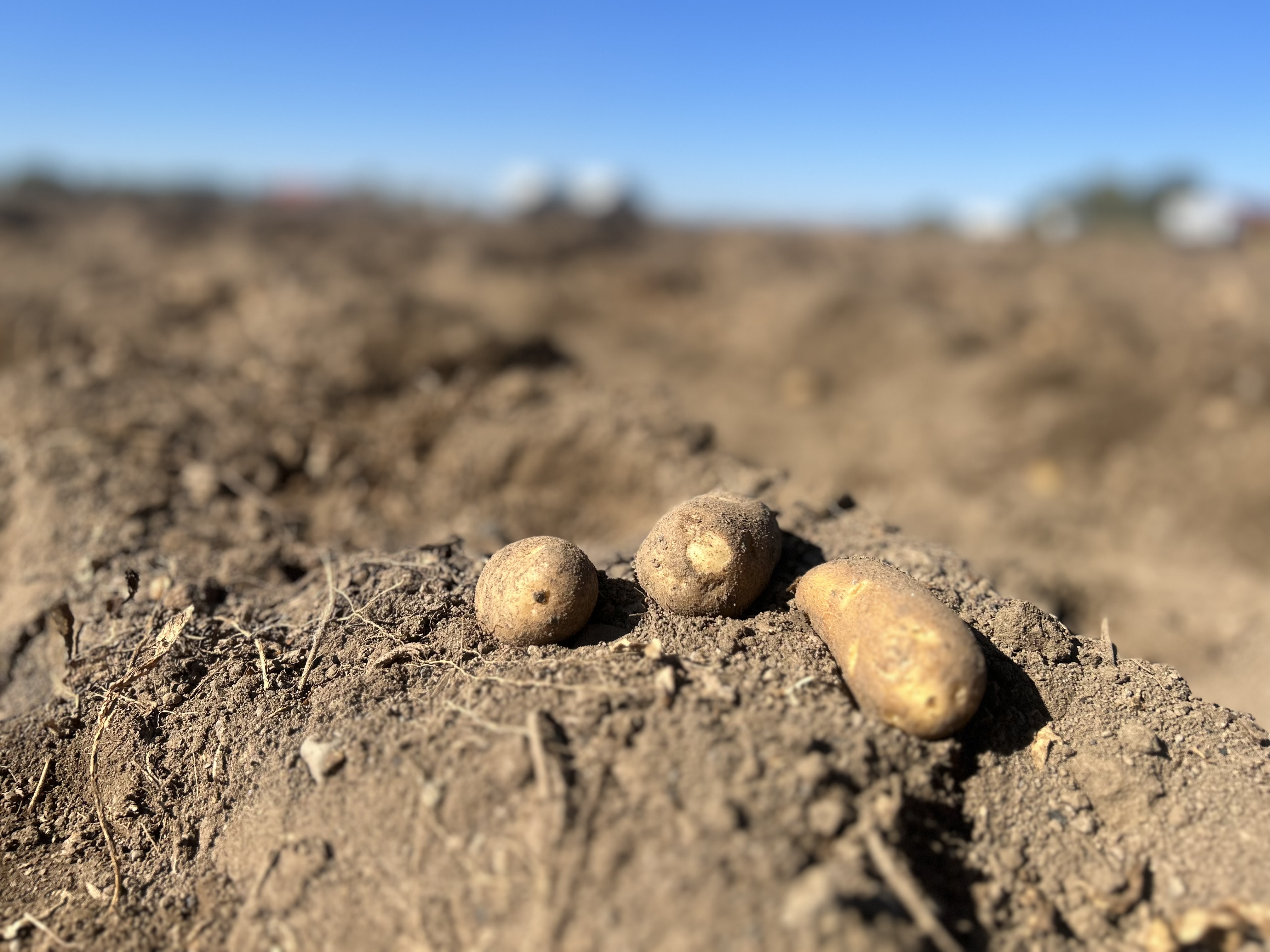 growing potatoes  From Dirt to Dinner