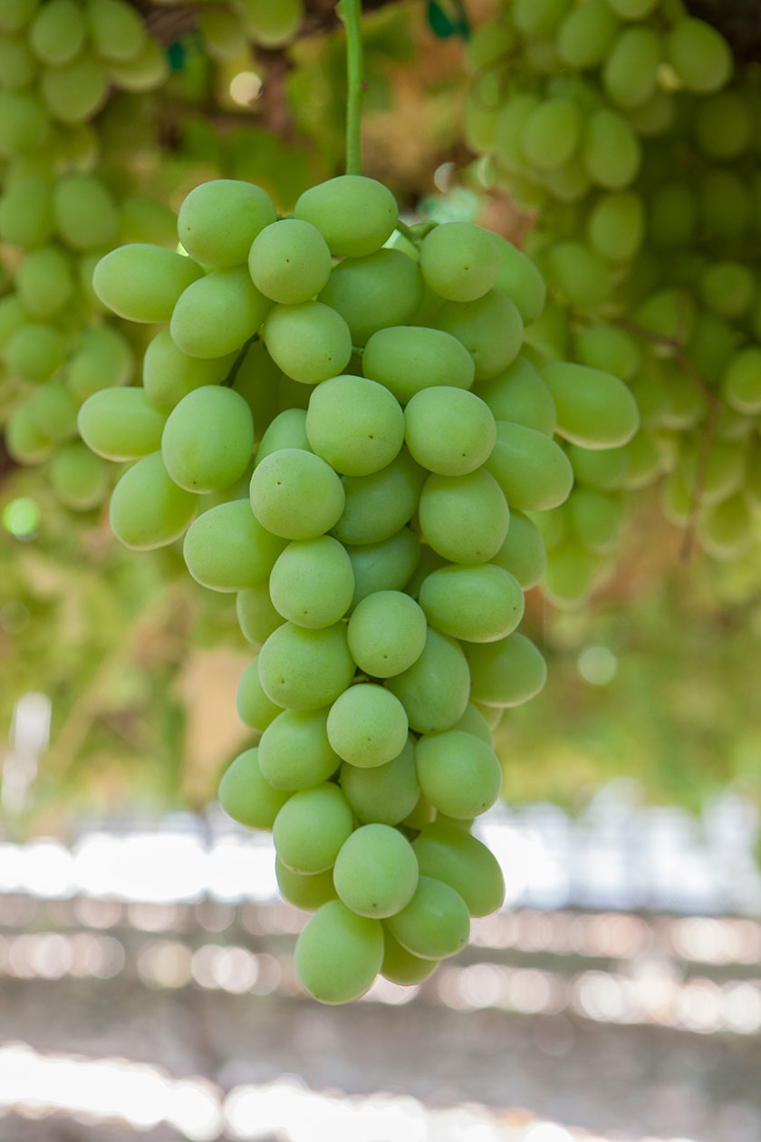 ​  Photo courtesy IFG; Sweet Globe grape variety ​