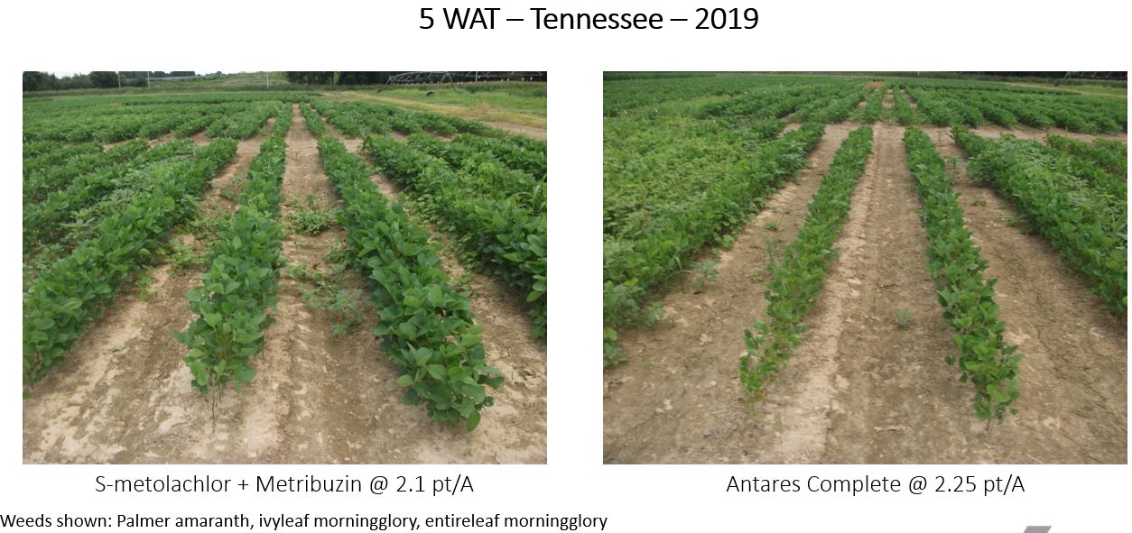 Tennessee Field Trials