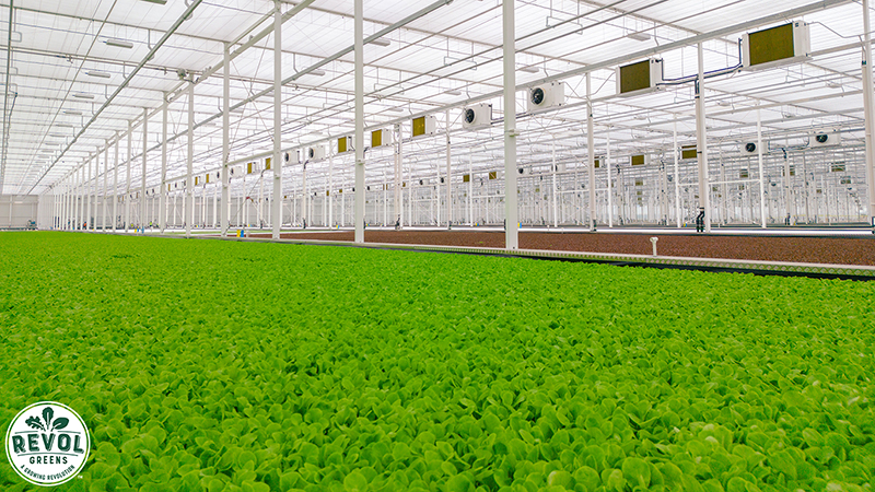 greenhouse lettuce