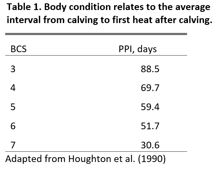 Body Condition in relation to first heat after calving