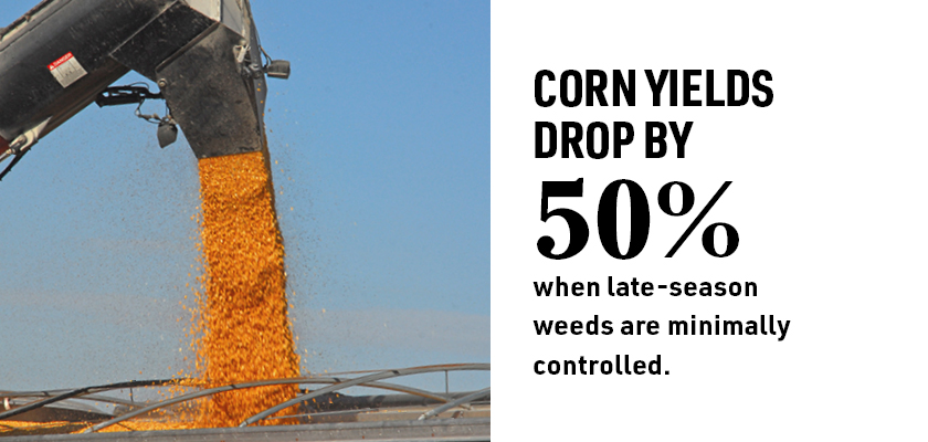 Corn Yields Drop by 50% if weeds are minimally controlled