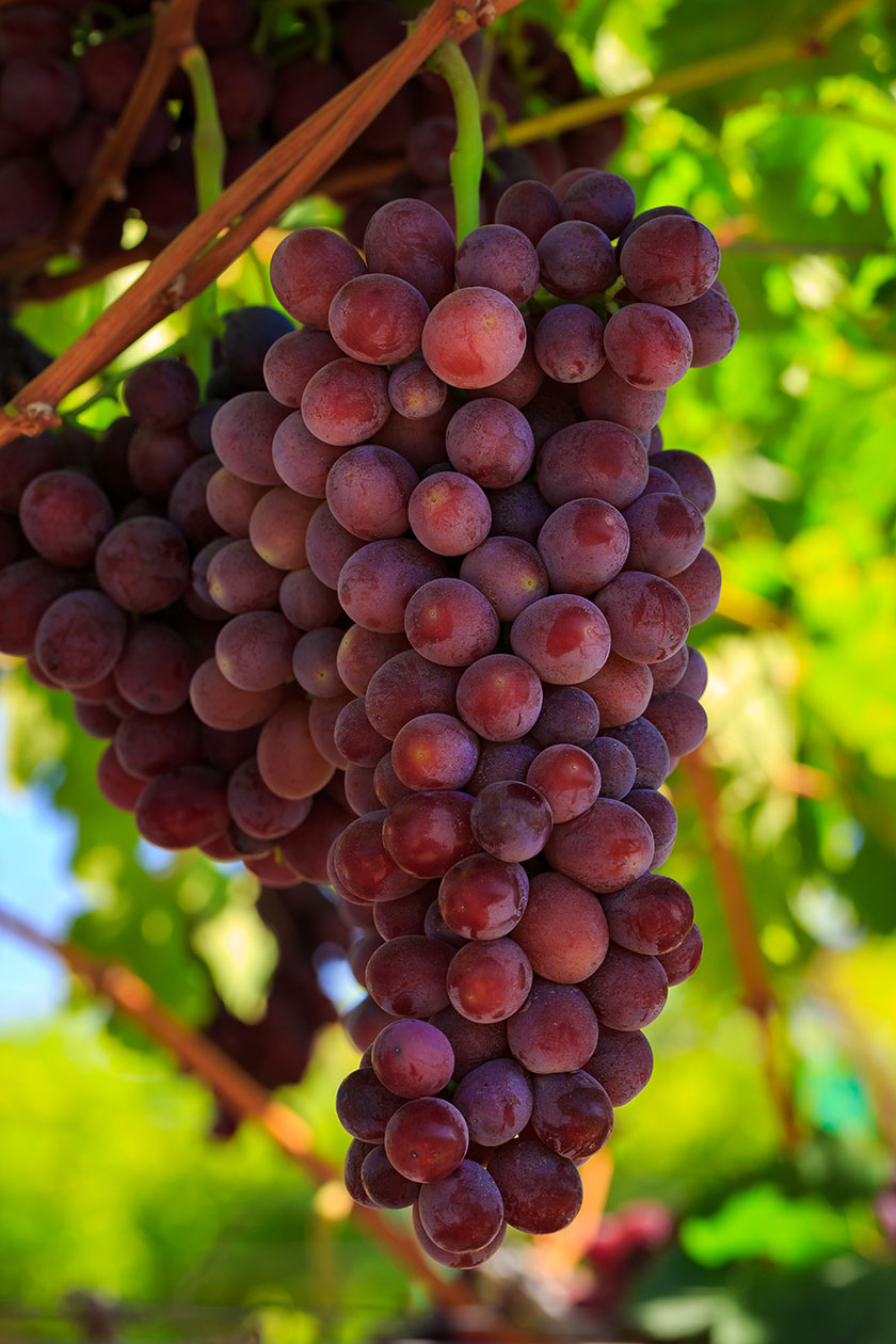 Photo courtesy IFG, Torch grape variety