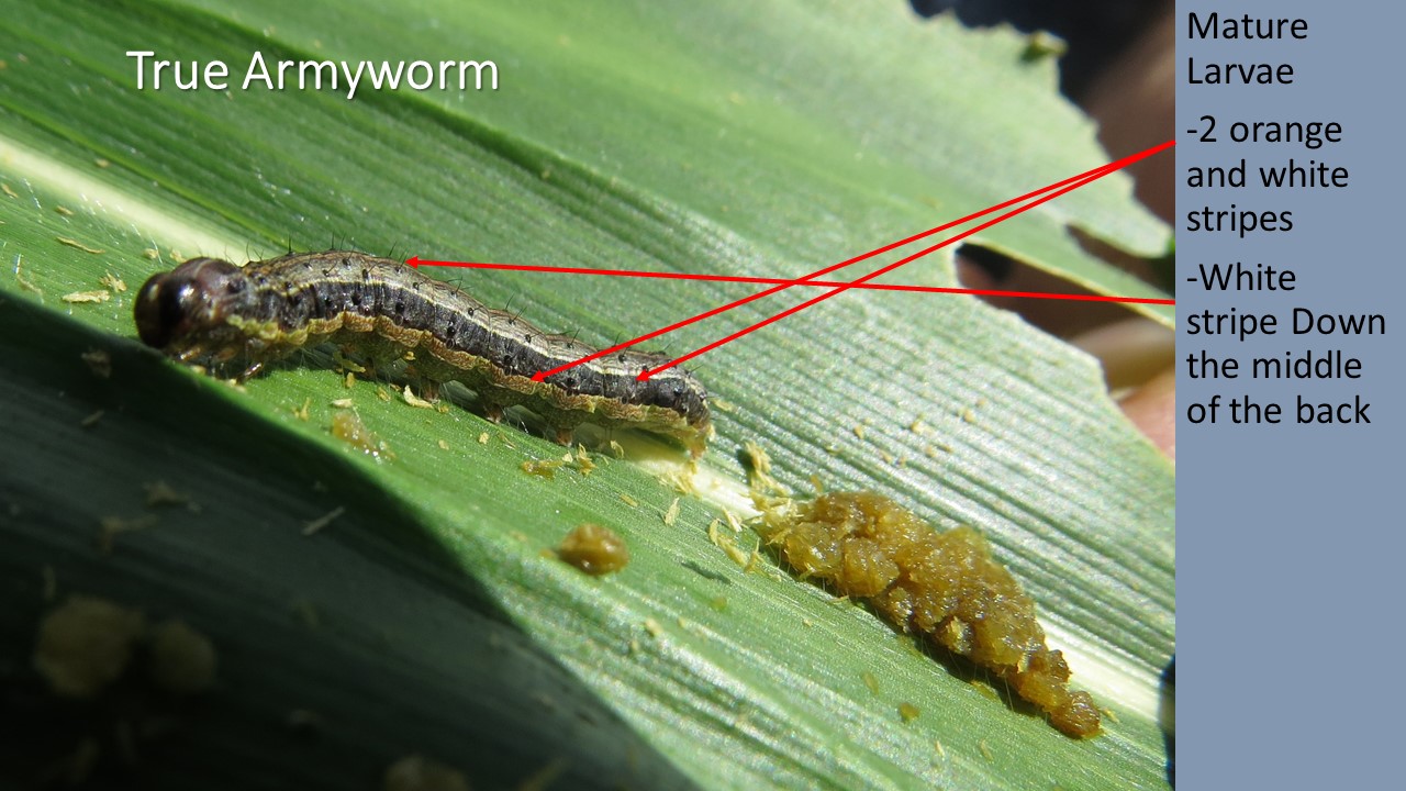 true armyworm