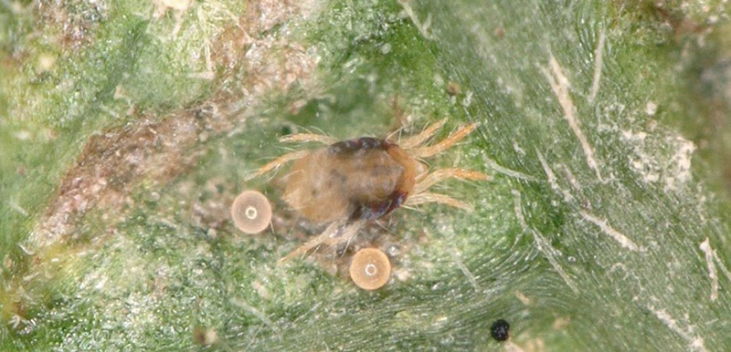 Spotted spider mite