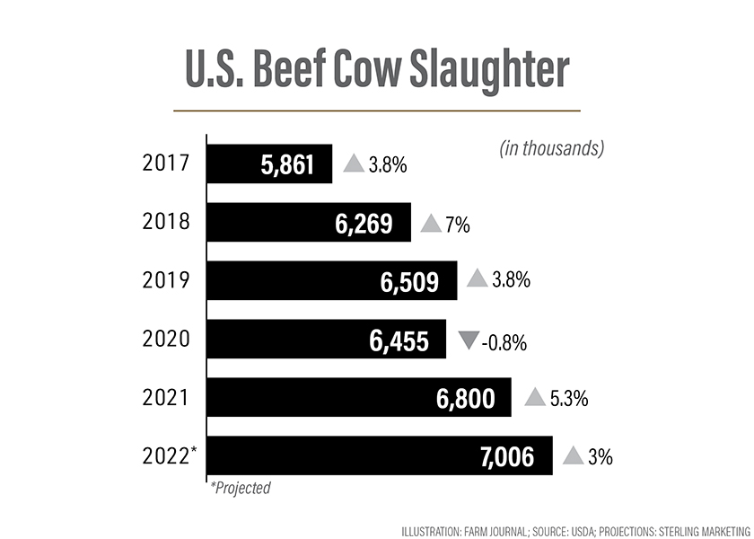 Beef Cow Slaughter