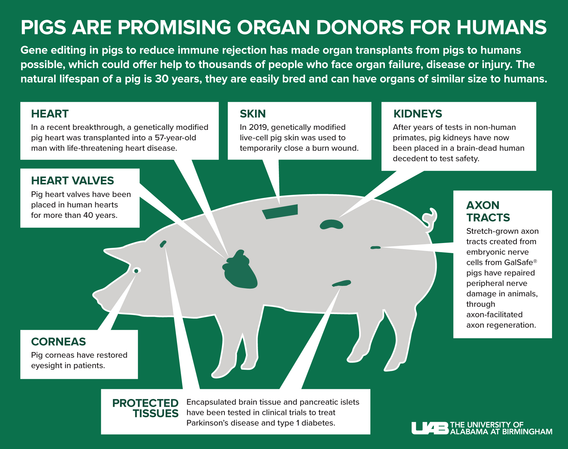Pigs are Promising Organ Donors