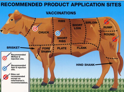 How To Properly Store And Handle Cattle Vaccines