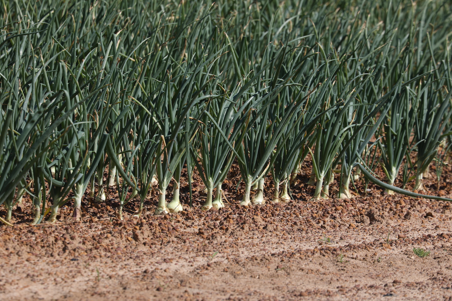 Vidalia onion field