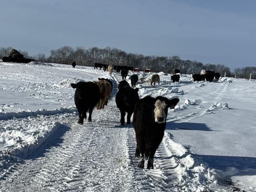 Cows on Snow