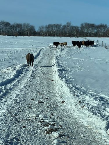 Cows on Snow by Scott Campbell