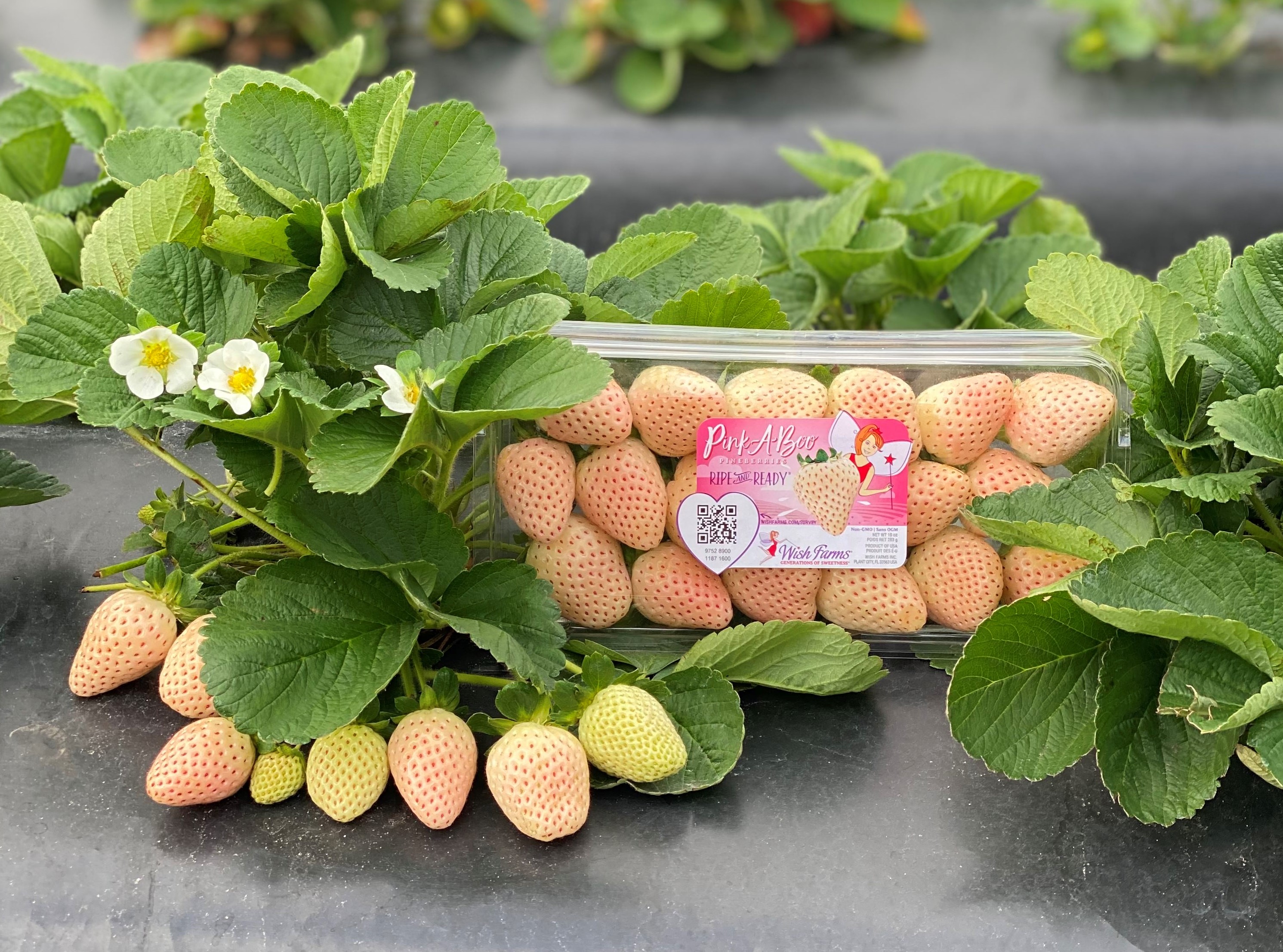 Wish Farms Pink-a-Boo Pineberries