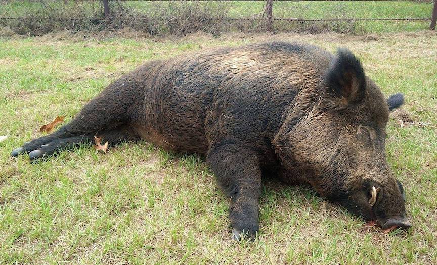 WILD PIG BOAR GREGG COUNTY TEXAS