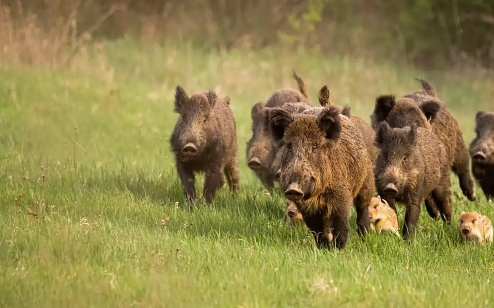 WILD PIGS RUNNING