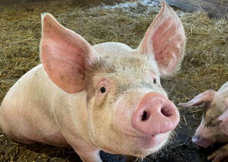 Wakefield Pork Adopt A Pig Program