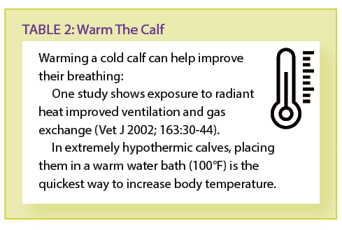 Warm The Calf