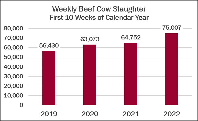 Weekly cow slaughter