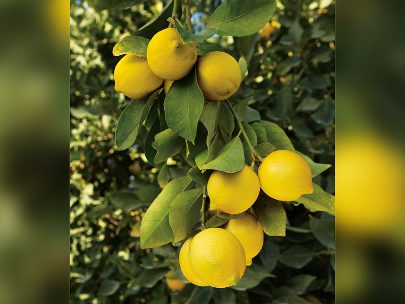 A close photo showing a cluster of eight lemons and their leaves hanging from a tree branch.