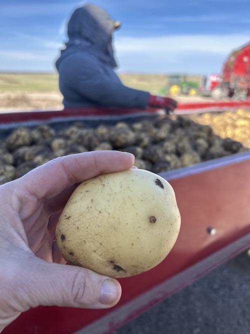 growing potatoes  From Dirt to Dinner