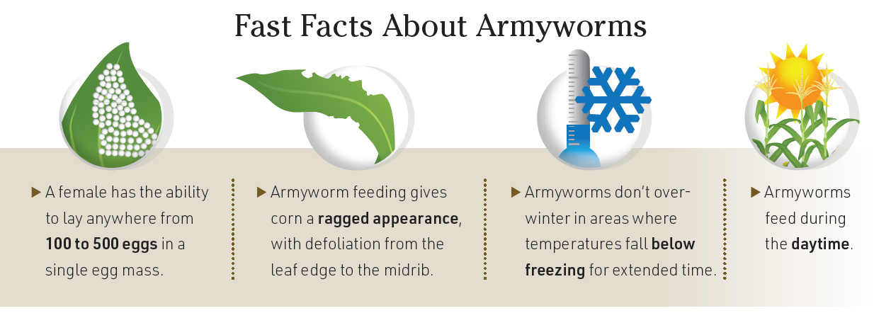 armyworm facts