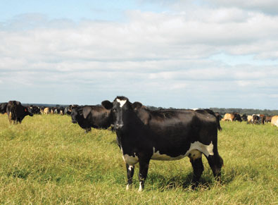 New Zealand Jersey Cow Sells for $55,000, Breaks 50-year Record :: The  Bullvine - The Dairy Information You Want To Know When You Need It