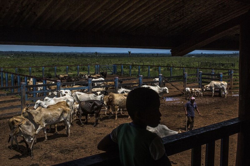 Brazil Cattle Farm