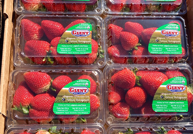 California Giant strawberries