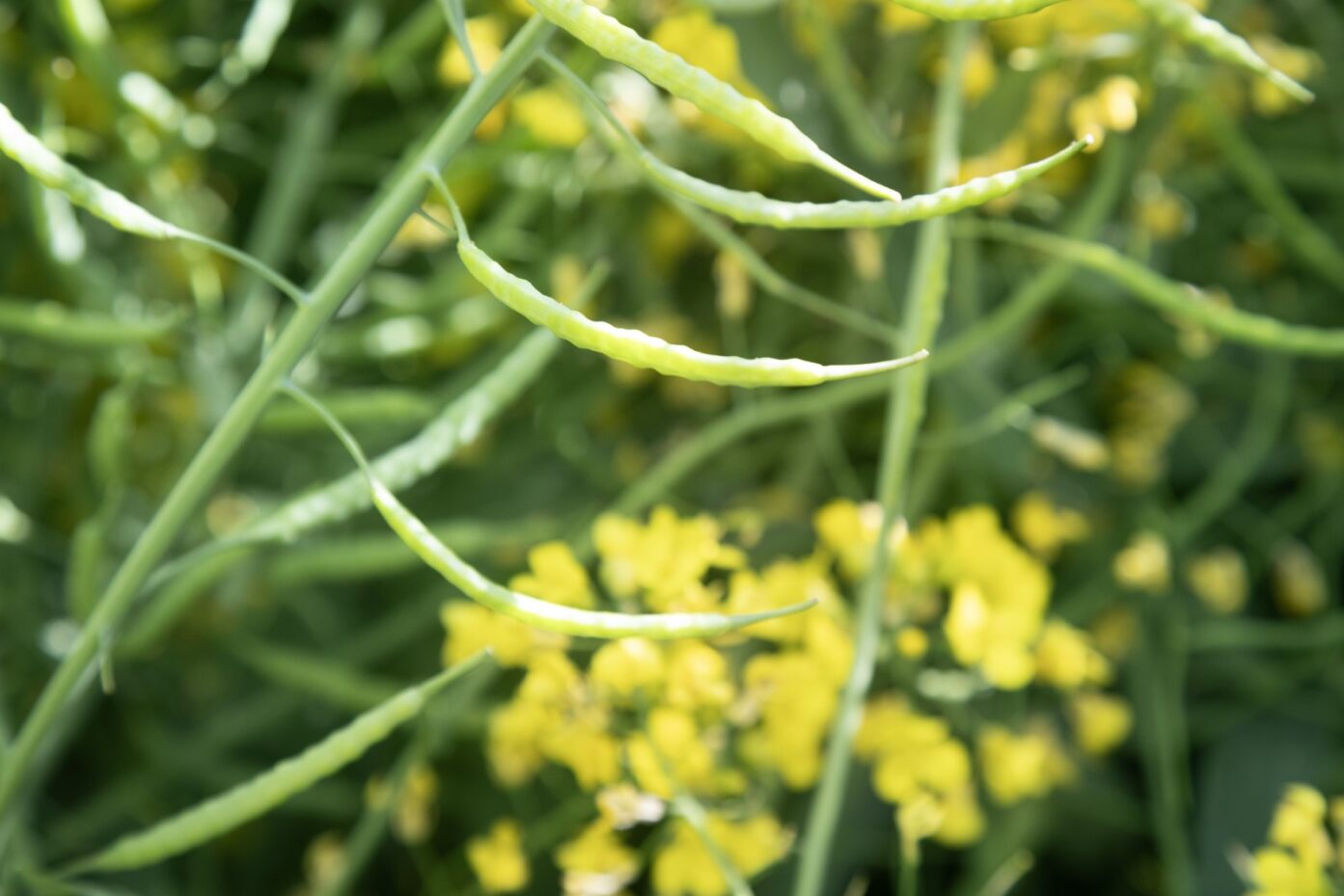 Winter Canola Offers New Income Potential to Mid-South Farmers | AgWeb