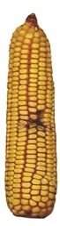 Abnormal Corn Ears | AgWeb