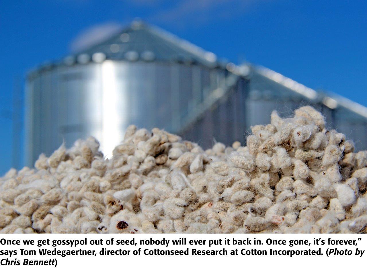Kernel Rising: Cotton Could Soon Feed The World