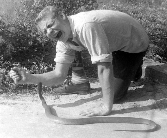 Black and white striped snake, Wetlands of Louisiana Swamp Food web Food  chain, Sea Snake, food, vertebrate, scaled Reptile png