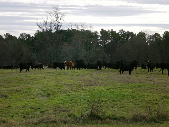 cows